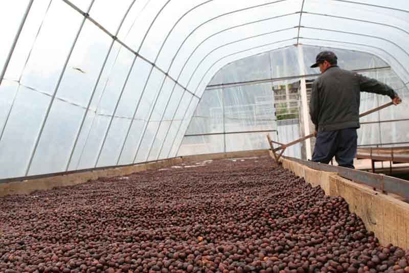 Một lô cà phê Vân Nam được chế biến theo phuong pháp Natural