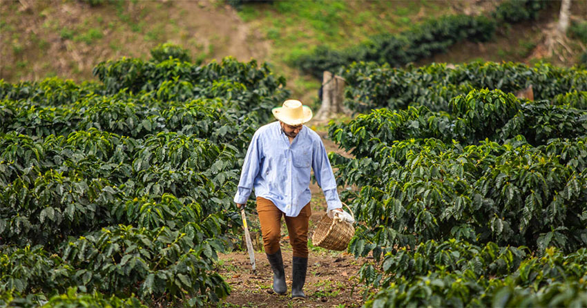 Một nông trại cà phê tại Honduras