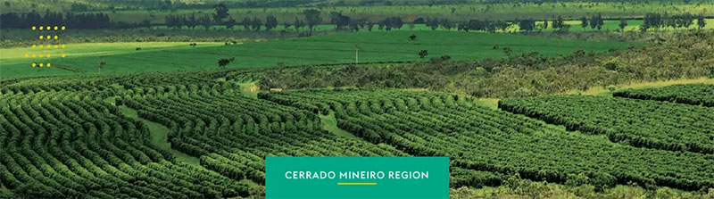 Từ vùng đất đỏ Cerrado đến tách cà phê thủ công