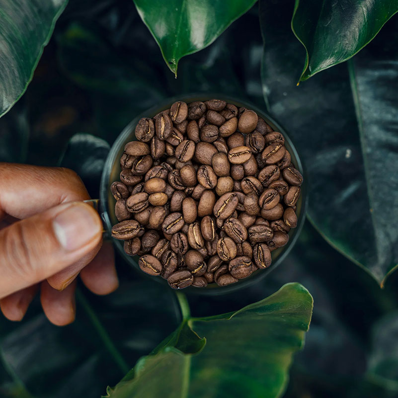 Bourbon Pointu La Réunion là một trong những dòng cà phê specialty hiếm