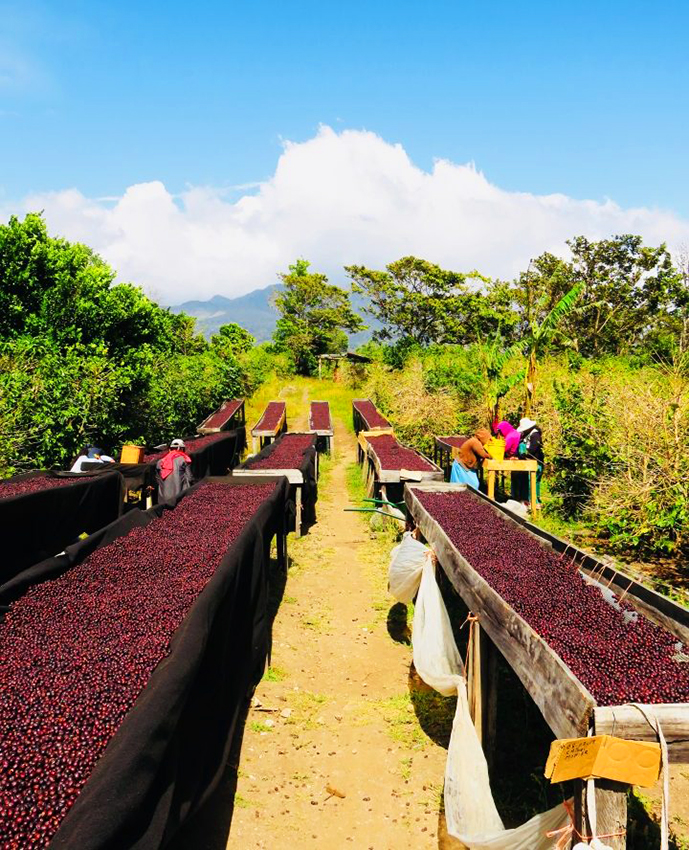 Sản xuất cà phê Geisha Panama tại Boquete Panama