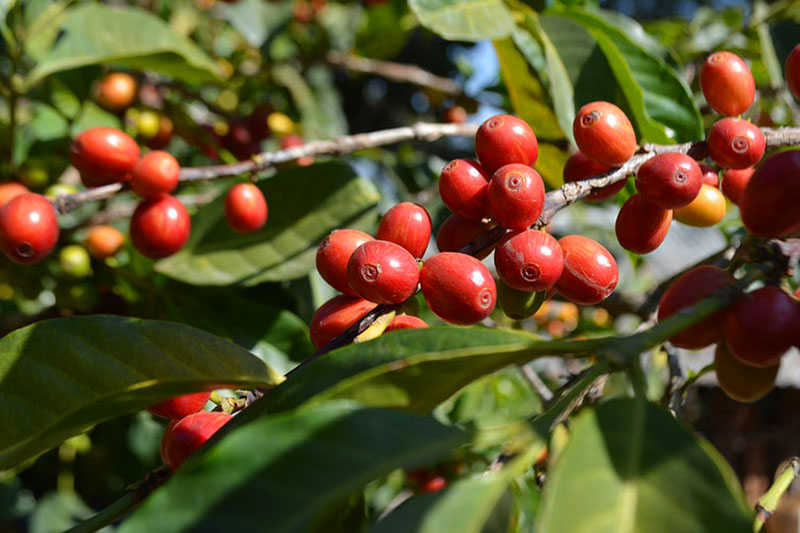 Giống cà phê Heirloom – Di sản sống của Ethiopia