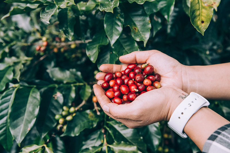 La Réunion coffee origin mang lại điều kiện khí hậu đặc biệt, giúp hạt cà phê phát triển chậm và tích lũy hương vị tốt hơn
