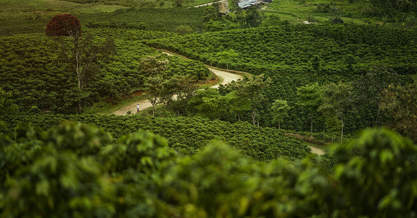 Vùng trồng cà phê Huila Colombia