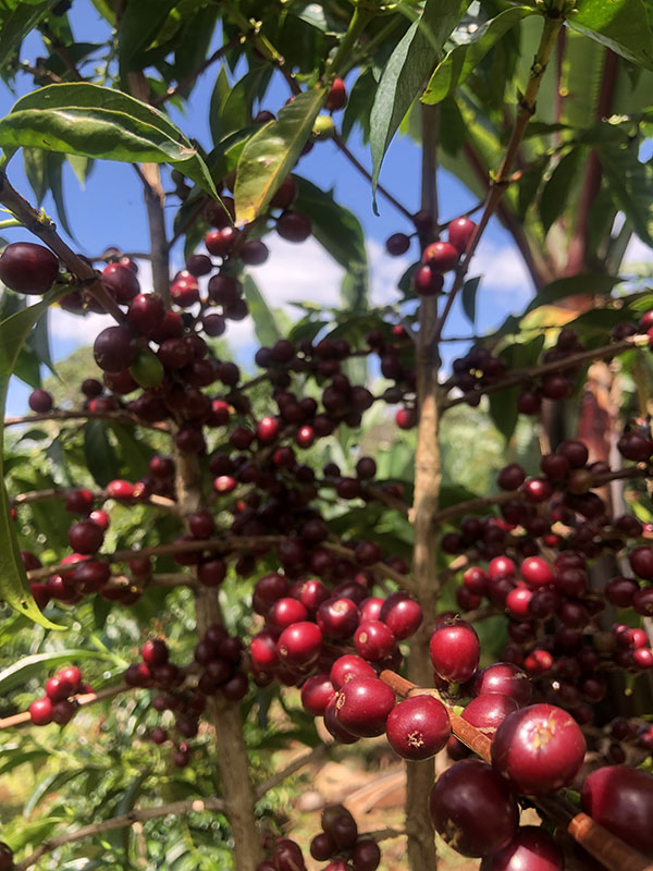 Heirloom Ethiopia là những trái cà phê được tuyển chọn từ những giống bản địa 