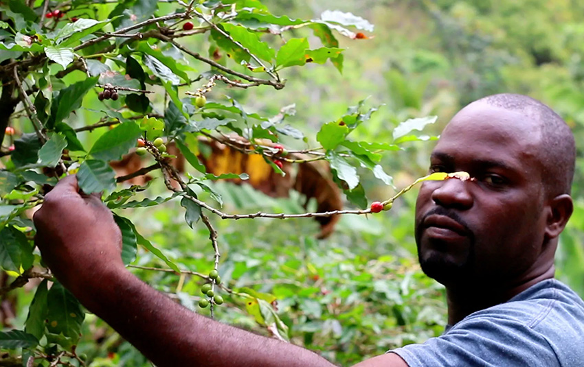 Nông dân ở 1 trang trại tại vùng Blue Mountain Jamaica