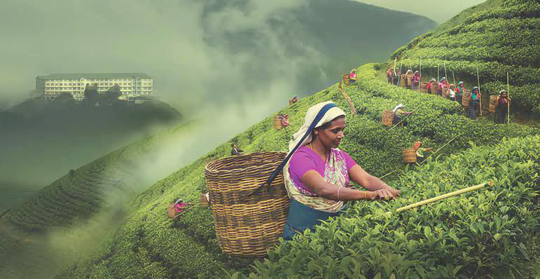 Sri Lanka nổi tiếng với các loại trà đen