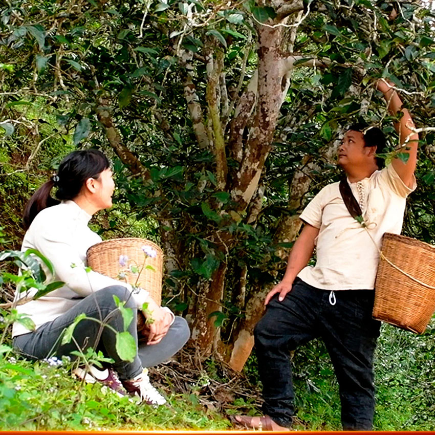 Mỗi bánh trà là một mùa thu cũ