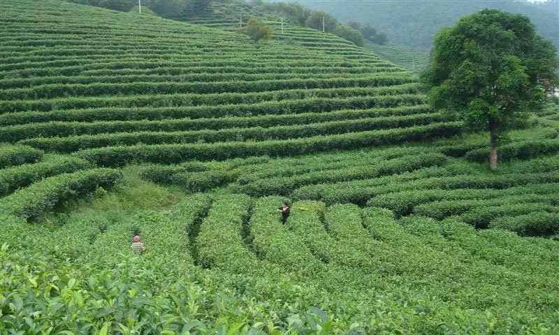 Vùng trồng trà Vân Nam Trung Quốc