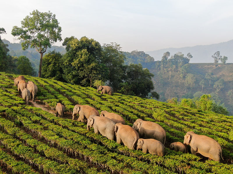 Khí hậu “Nóc nhà” Xishuangbanna – Tây Song Bản Nạp tạo nên hương vị trà độc đáo